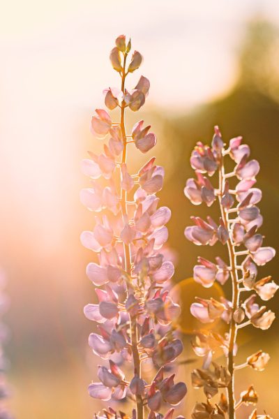 Wild Flowers Lupine In Summer Meadow At Sunset Sunrise. Lupinus, Commonly Known As Lupin Or Lupine, Is A Genus Of Flowering Plants In Legume Family, Fabaceae.